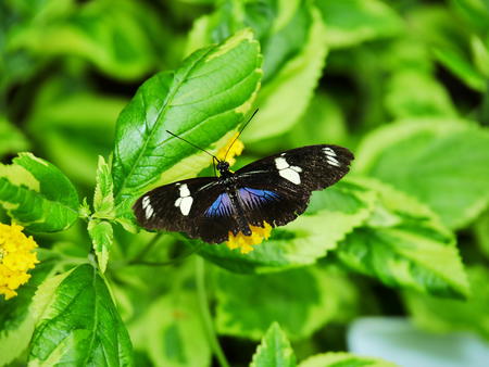 Butterfly at the Butterfly Place #10