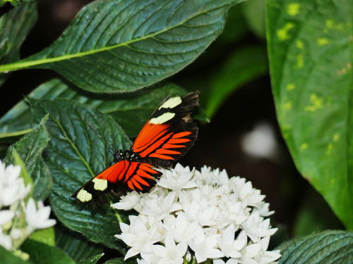 Butterfly at the Butterfly Place #12