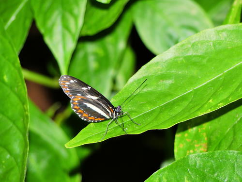 Butterfly at the Butterfly Place #13