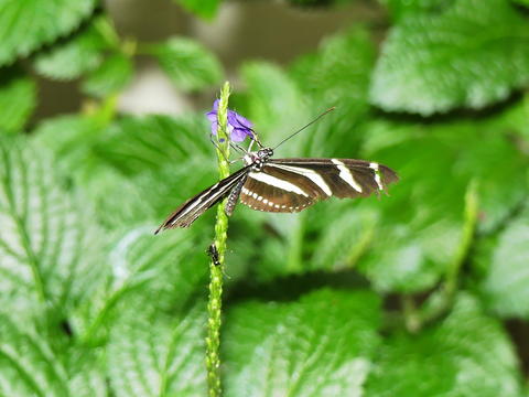Upside down butterfly