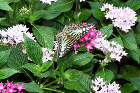Butterfly at the Butterfly Place #18