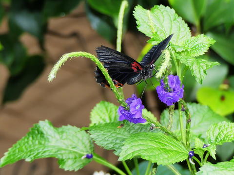 Butterfly at the Butterfly Place #19