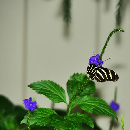 Butterfly at the Butterfly Place #20