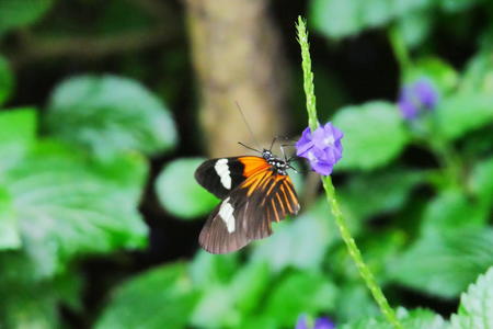 Butterfly at the Butterfly Place #21