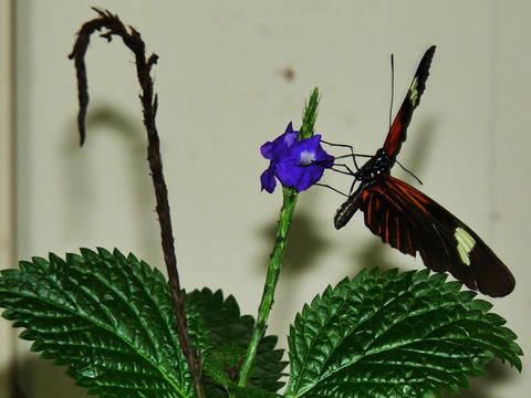 Butterfly at the Butterfly Place #22