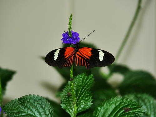 Butterfly at the Butterfly Place #23