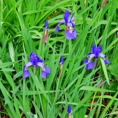 Irises
