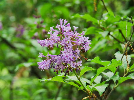 Lilacs #3