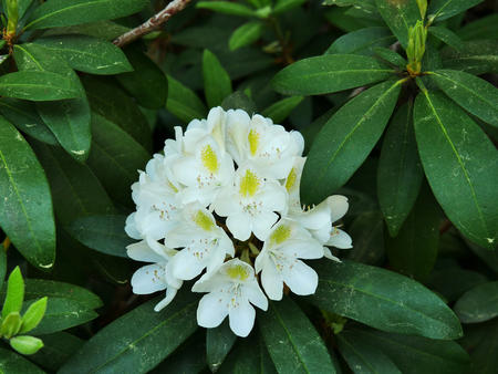 Rhododendron