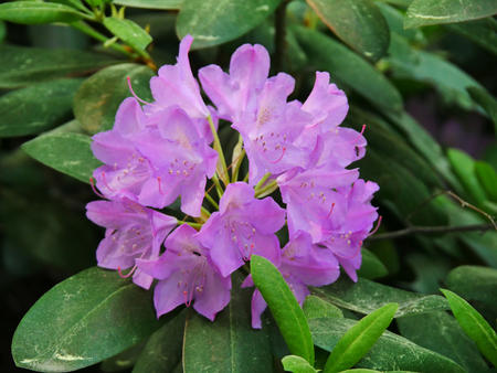 Rhododendron #2