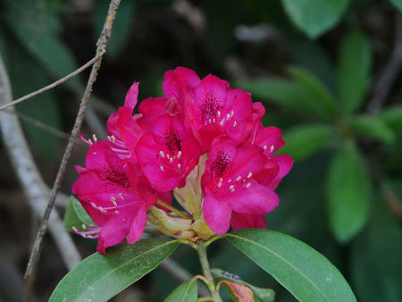 Rhododendron #3