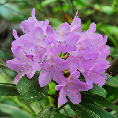 Rhododendron #4