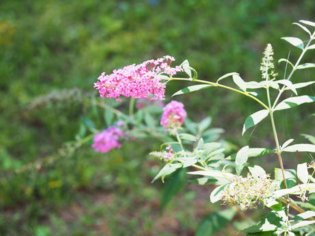 Butterfly bush