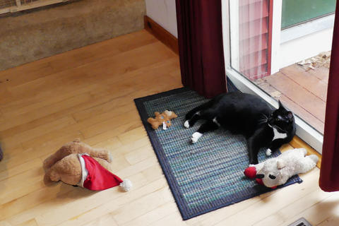 The dog toys are now mine