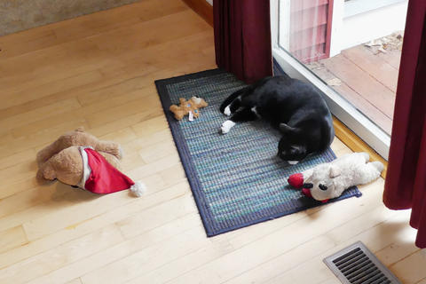 The dog toys are now mine #2