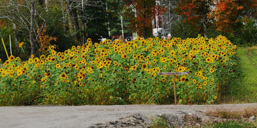 Briar's sunflower patch