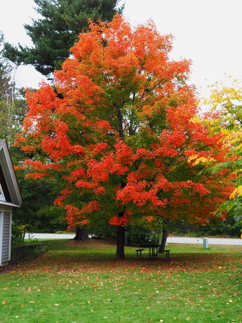 Andover West Parish Cemetery in fall #19