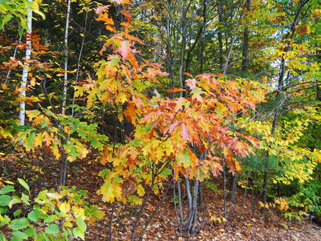 Fall leaves on the Kancamagus Highway