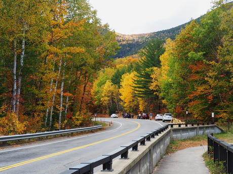 Everybody's leaf peeping