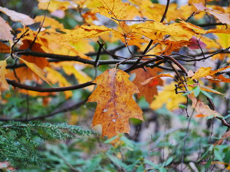 Yellow and brown leaf #3