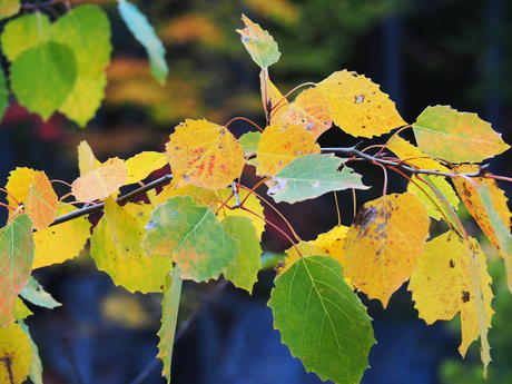 Yellow and green leaves