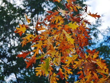 Red and yellow leaves