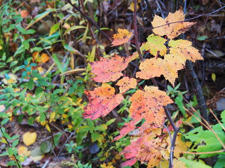 Red and brown leaves