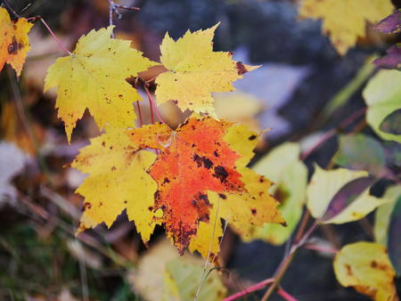 Red and yellow leaves #3