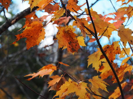 Red and yellow leaves #5