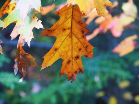 Red and yellow leaf