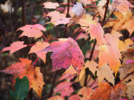 Fall is nearly over for these leaves