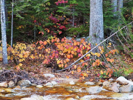 Fall on the Kancamagus Highway #14
