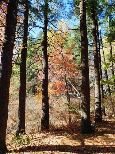 Spectacle Pond fall #3