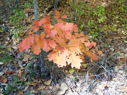 Spectacle Pond fall #4