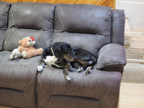 Sophie with Chrissy and Lampchop