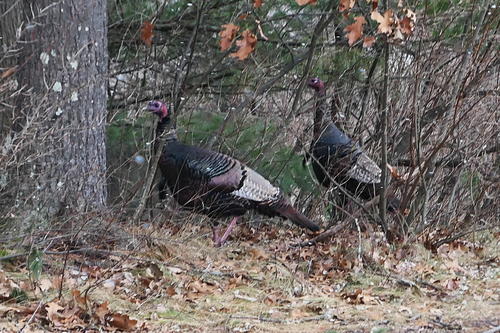 Wild turkeys
