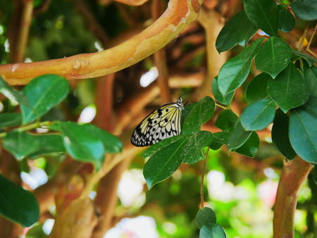 Black and white butterfly #2