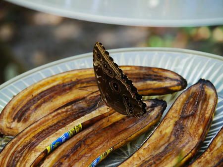 Mmmmm, old bananas #2