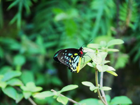 Black, blue, and yellow butterfly #2
