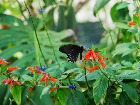 Black and red butterfly