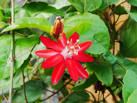 Red flower