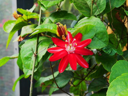 Red flower #2