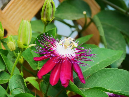 Red, purple, and white flower