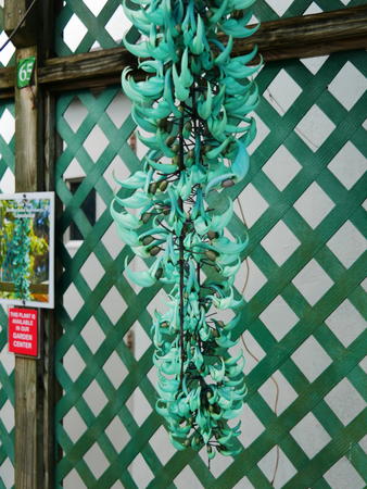 Jade vine