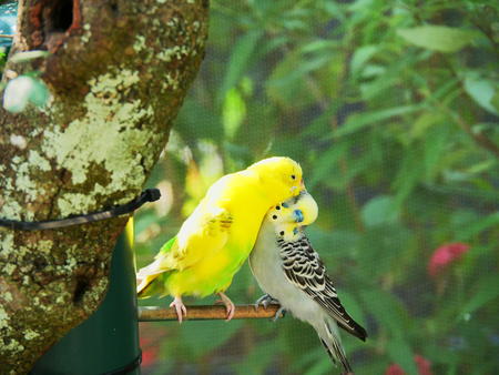 Love birds