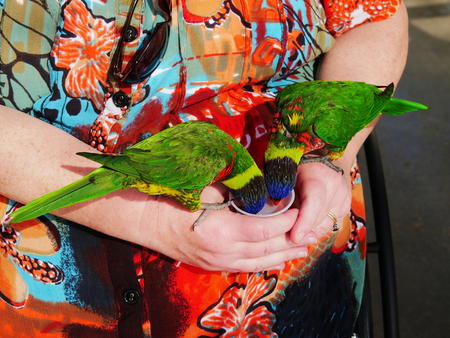 Lorikeets #2