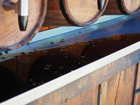 Wasps love root beer