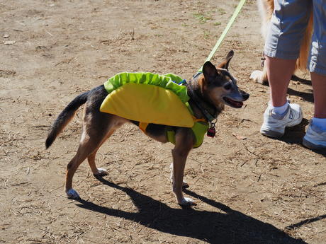 Taco dog