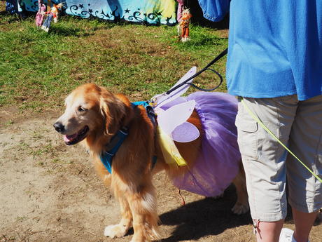 Fairy dog