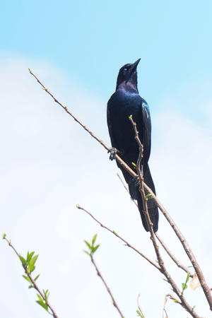 Little Blue Heron
